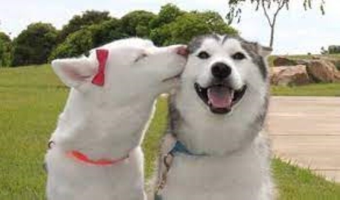 Top 10 types of dogs smiles 16