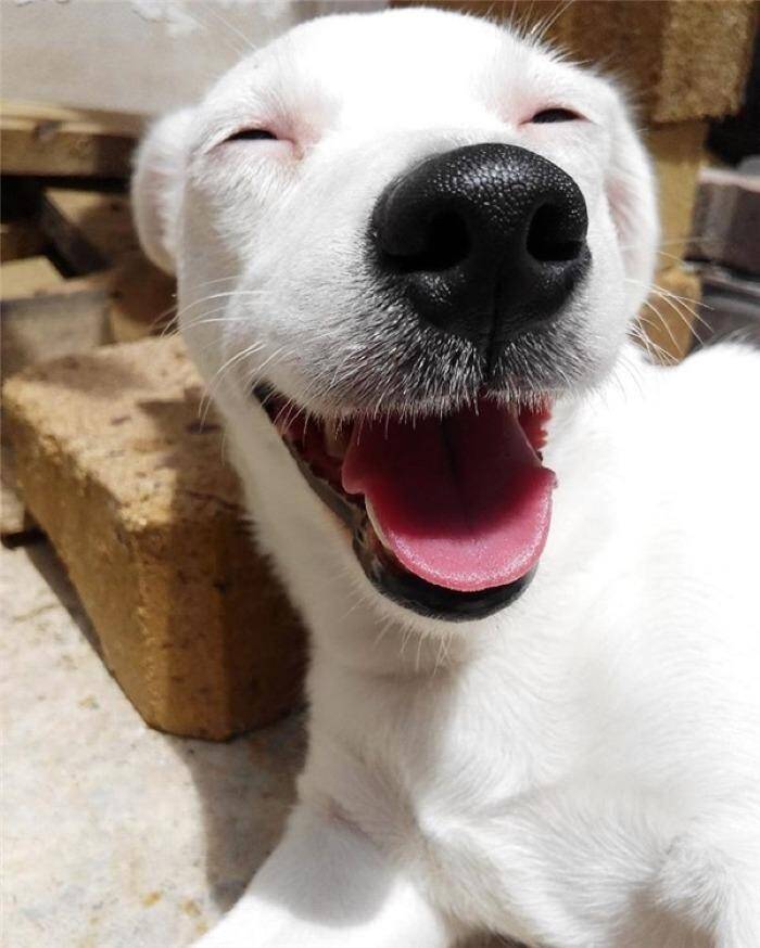 Top 10 types of dogs smiles 7