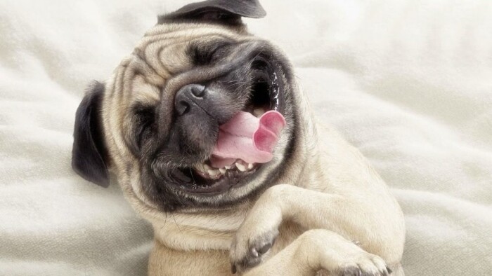 Top 10 types of dogs smiles 12