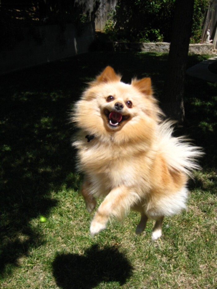 Top 10 types of dogs smiles 3