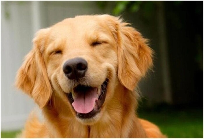 Top 10 types of dogs smiles 5