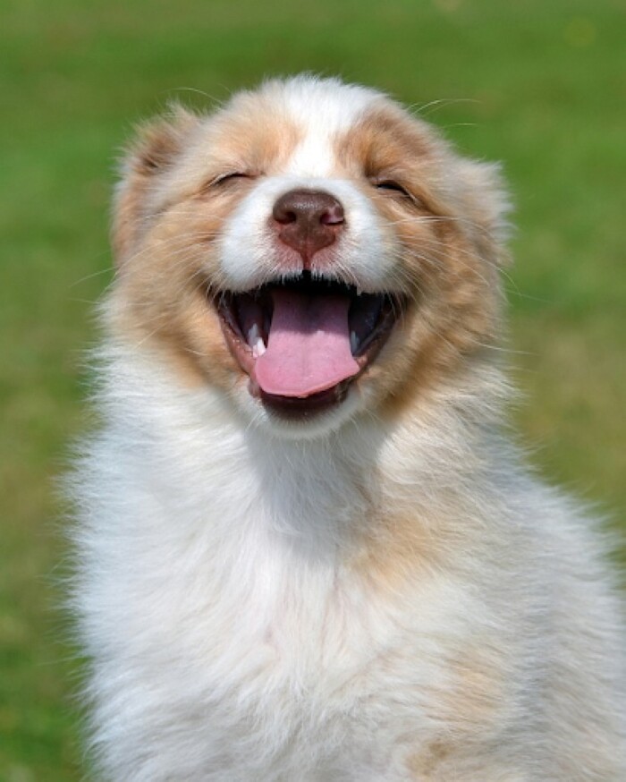 Top 10 types of dogs smiles 6