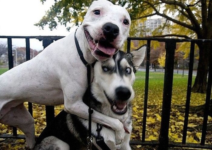 Top 10 types of dogs smiles 2