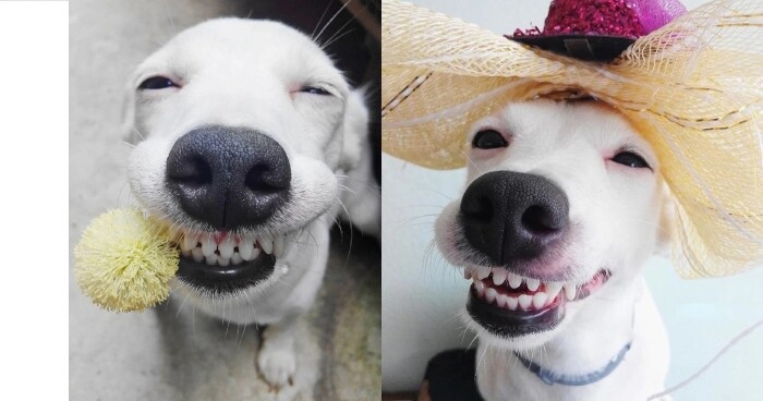 Top 10 types of dogs smiles 4