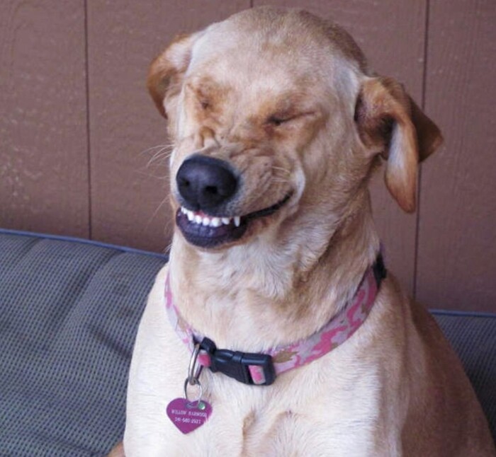 Top 10 types of dogs smiles 8