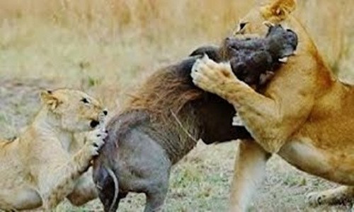 Khi nhà vua bị “hạ nhục”! 3