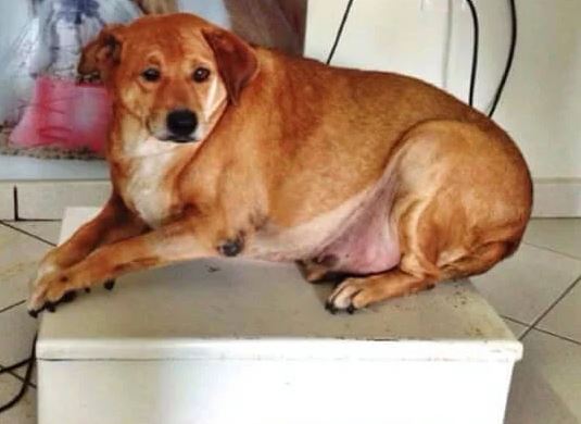 Chú chó béo ục ịch đã giảm cân thành công 5