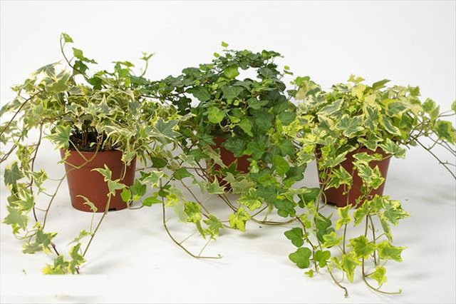 Số Em Xui Làm sao để số em được nhiều may mắn hơn, giàu sang và sung túc? 4