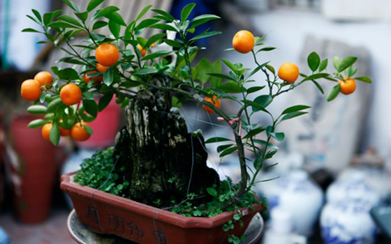 cây quất