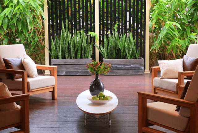 cây lưỡi hổ