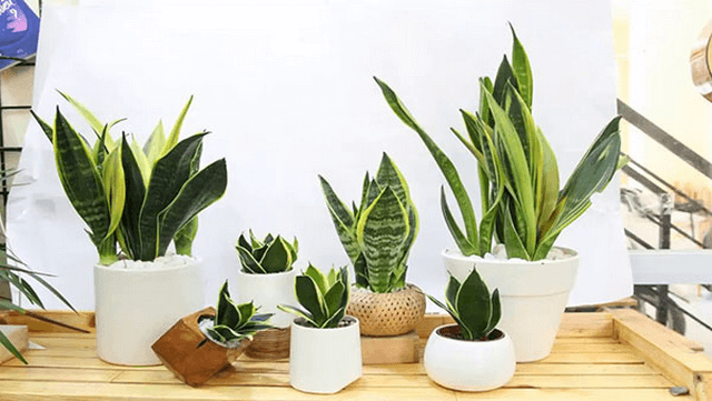 cây lưỡi hổ