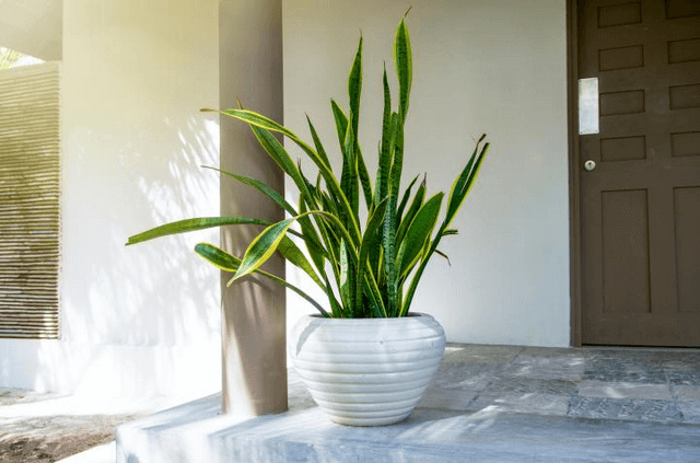 cây lưỡi hổ