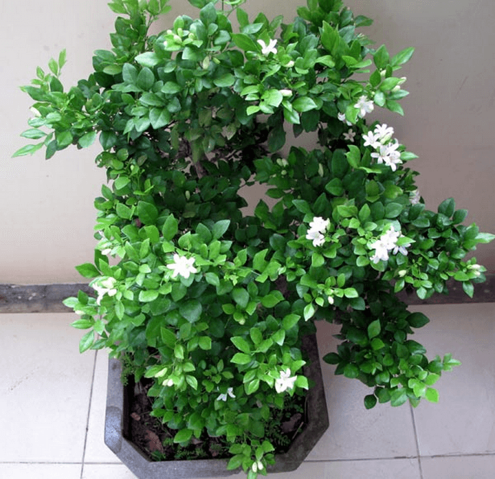 cây hương đào