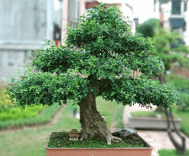 cây hương đào