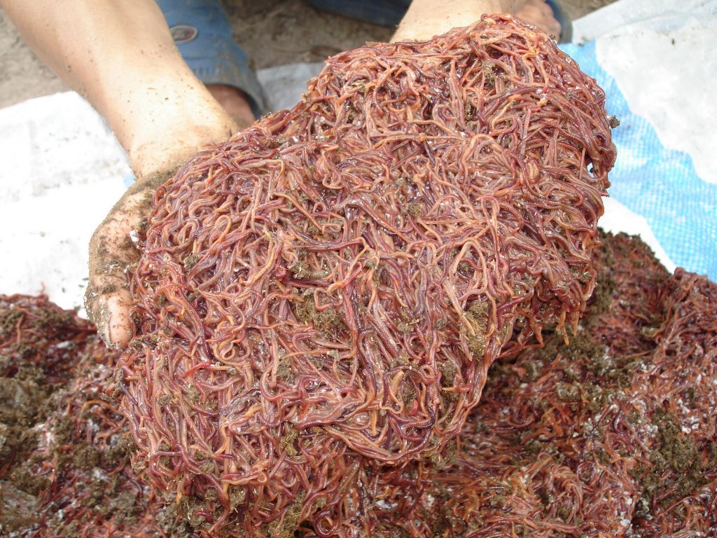 Earthworms - An animal feed alternative 4