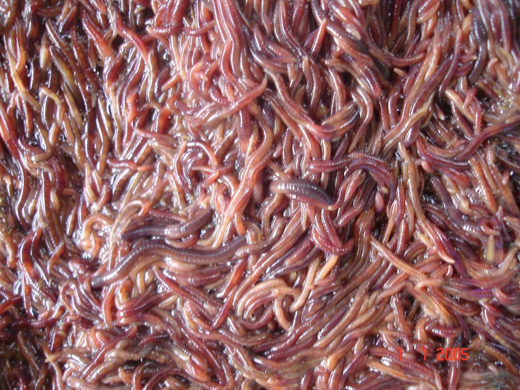 Marble goby and Tra catfish fed with Earthworm in Vietnam Mekong Delta 3