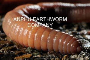 Pond Solute - Proworm