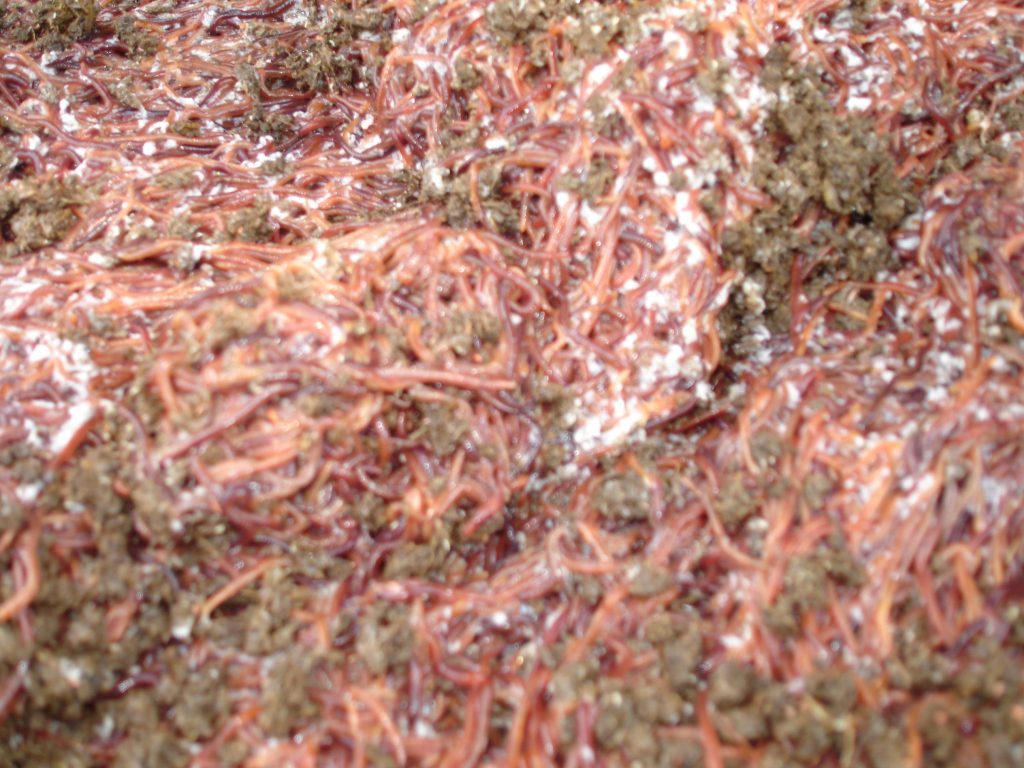 Earthworm For Marble GobyFish and Catfish 3