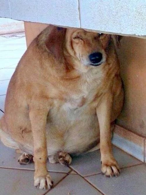 Chú chó béo ục ịch đã giảm cân thành công 2