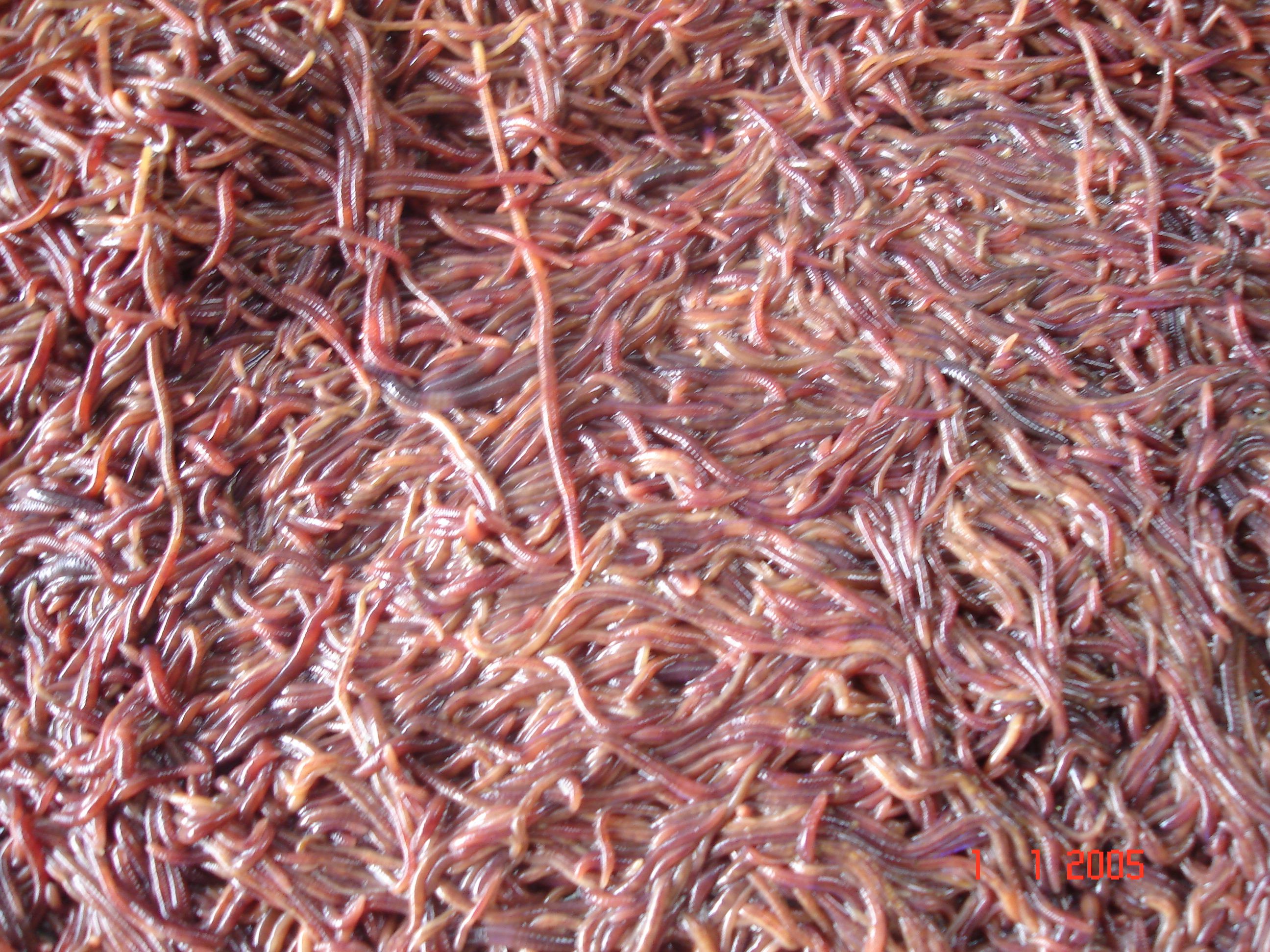 Earthworms - An animal feed alternative 2
