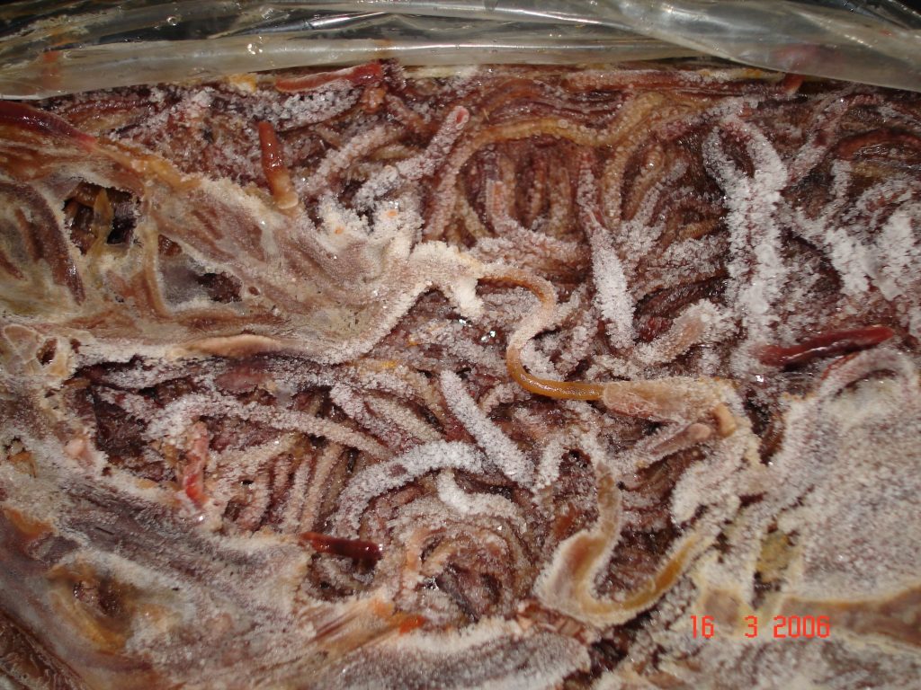 Frozen Earthworm