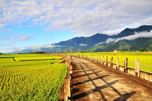 MẪU - Human_61393