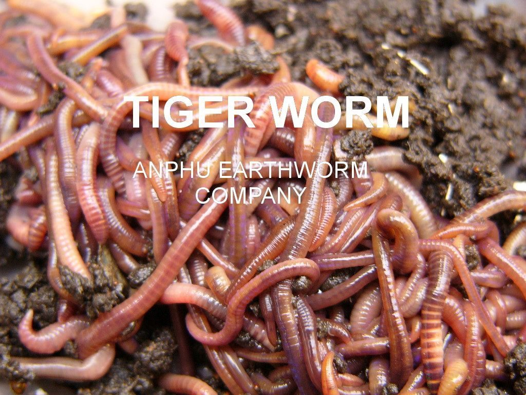 The Useful Of Earthworm Powder For Human Care 2