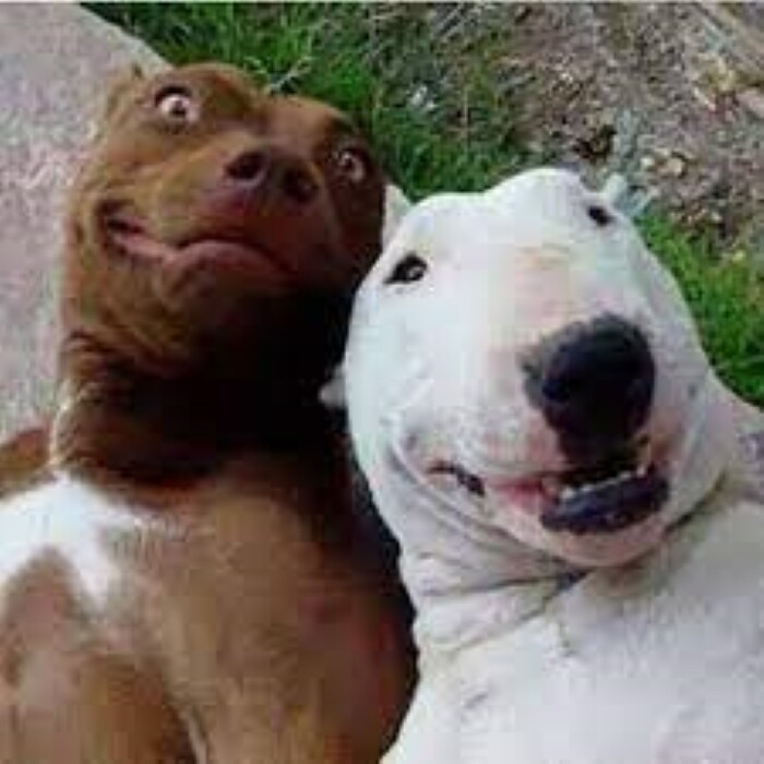 Top 10 types of dogs smiles 11