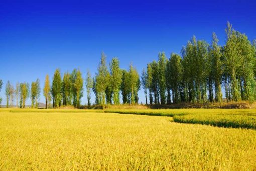 MẪU - VAD_NATURE01056