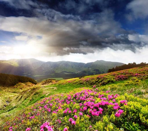 VAD_NATURE01329 MẪU - VAD_NATURE01329